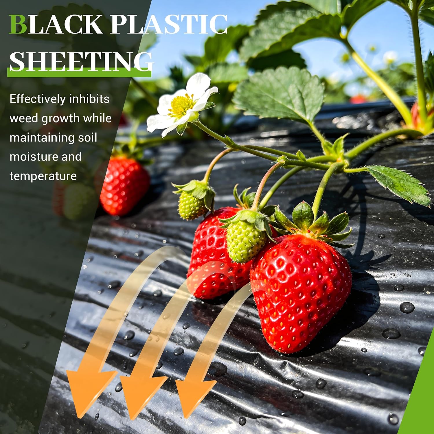 Black Plastic Sheeting 6 Mil 10 x 25 FT, Heavy Duty Polyethylene Sheeting, Waterproof, UV Protection, for Weed Barrier, Moisture, Construction Film, Lumber Tarp, Ground Cover
